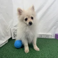 Preston, a male Pomeranian for sale in Waynesville, MO – Photo 4 of 10