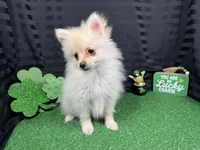 Preston, a male Pomeranian for sale in Waynesville, MO – Photo 3 of 10