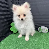 Preston, a male Pomeranian for sale in Waynesville, MO – Photo 6 of 10