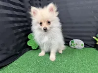 Preston, a male Pomeranian for sale in Waynesville, MO – Photo 1 of 10