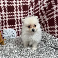 Preston, a male Pomeranian for sale in Waynesville, MO – Photo 9 of 10