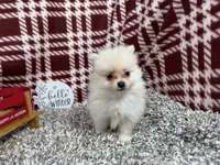Preston, a male Pomeranian for sale in Waynesville, MO – Photo 8 of 10