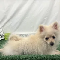 Preston, a male Pomeranian for sale in Waynesville, MO – Photo 5 of 10