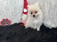 Preston, a male Pomeranian for sale in Waynesville, MO – Photo 6 of 10
