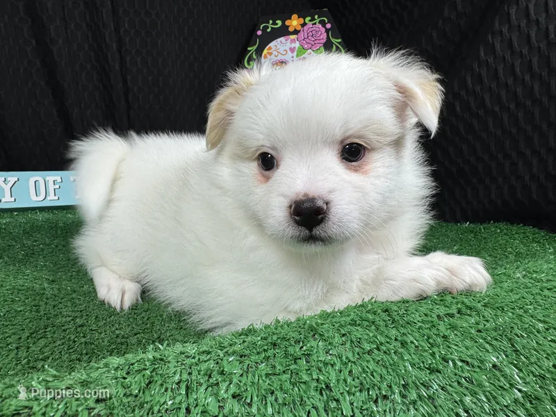 Polar – Pomeranian puppy for sale in Waynesville, MO