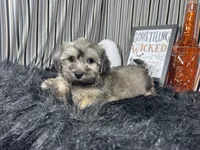 Iggy, a male Havanese for sale in Waynesville, MO – 1 of 10
