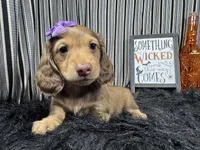 Princess, a female Miniature Dachshund for sale in Waynesville, MO – 2 of 3