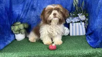 Gilroy, a male Shih Tzu for sale in Waynesville, MO – 4 of 10