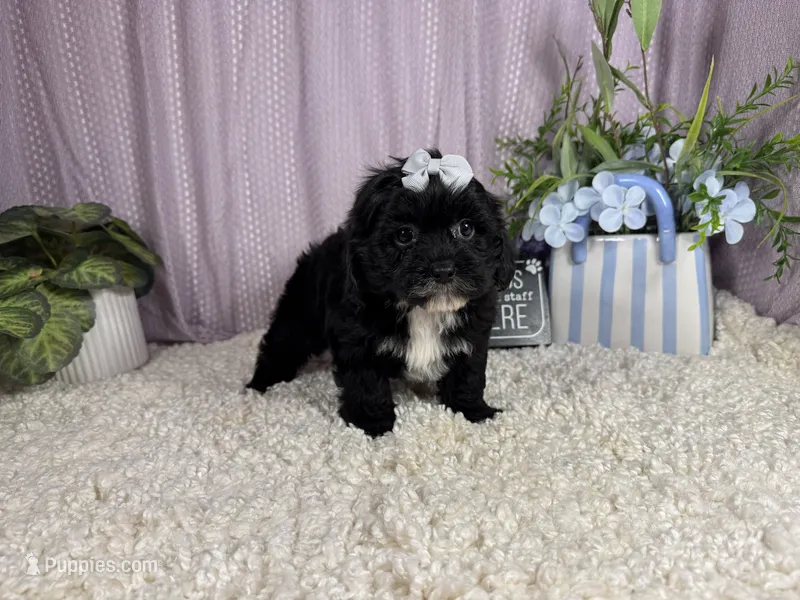 Gabby – Shih Tzu, Poodle - Toy  puppy for sale in Waynesville, MO