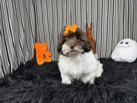 Tabby, a female Shih Tzu for sale in Waynesville, MO – 2 of 10