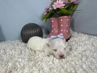 Whisper, a female Maltese for sale in Waynesville, MO – 2 of 3