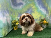 Gilroy, a male Shih Tzu for sale in Waynesville, MO – 3 of 10