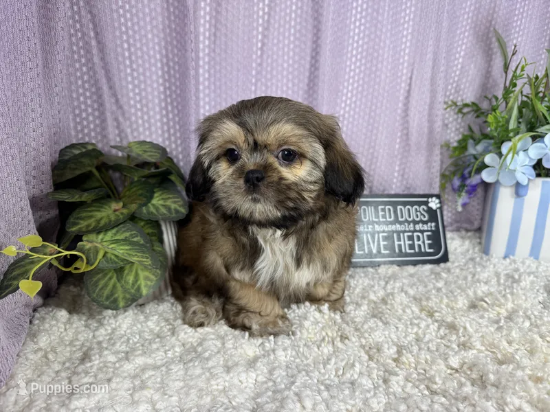 Tucker – Shih Tzu puppy for sale in Waynesville, MO