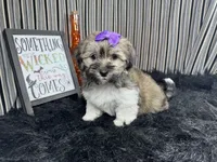 Ivy, a female Havanese for sale in Waynesville, MO – 3 of 10