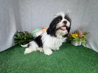 Grey, a male Shih Tzu for sale in Waynesville, MO – 2 of 8