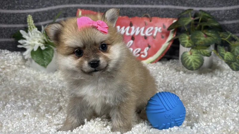 Brynlee – Pomeranian puppy for sale in Waynesville, MO