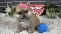 Brynlee, a female Pomeranian for sale in Waynesville, MO – 1 of 4