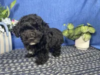 Nick, a male Poodle - Toy  for sale in Waynesville, MO – 8 of 10