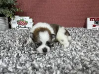 Baker, a male Pomeranian for sale in Waynesville, MO – 2 of 4