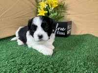 Twix, a male Shih Tzu for sale in Waynesville, MO – 3 of 3