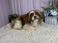 Gilroy, a male Shih Tzu for sale in Waynesville, MO – 3 of 3