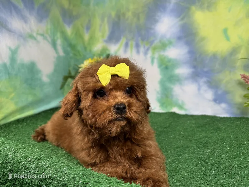 Daisy – Poodle - Toy  puppy for sale in Waynesville, MO