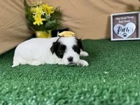 Treasure, a female Shih Tzu for sale in Waynesville, MO – 2 of 3