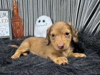 Pepsi, a male Miniature Dachshund for sale in Waynesville, MO – 2 of 3