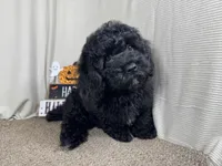 Nathan, a male Poodle - Toy  for sale in Waynesville, MO – 6 of 10
