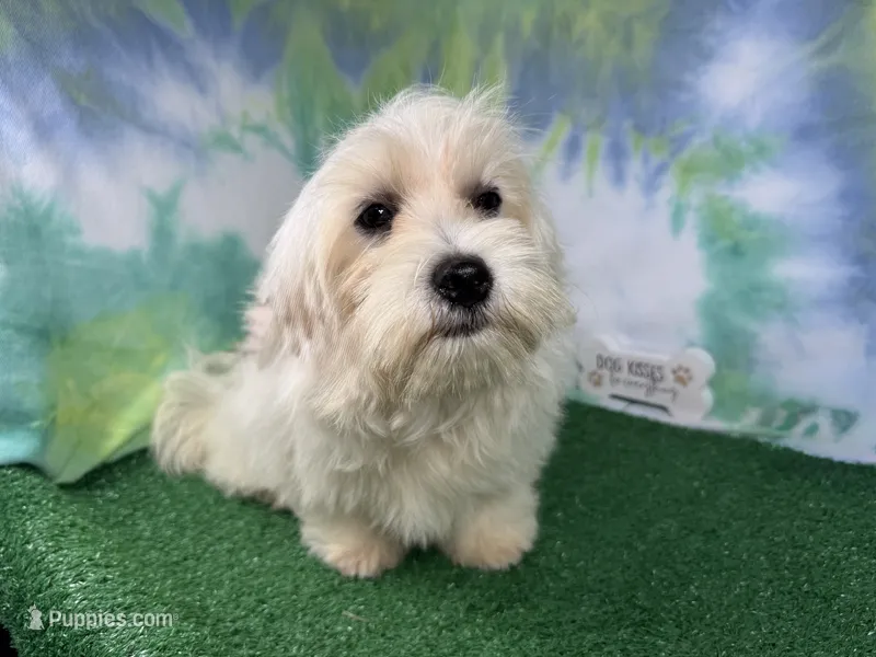 Izen – Havamalt puppy for sale in Waynesville, MO