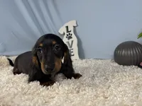 Patrick, a male Miniature Dachshund for sale in Waynesville, MO – 7 of 10