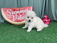Pumba, a male Pomeranian for sale in Waynesville, MO – 2 of 3
