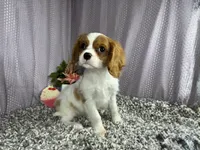 Riley, a male Cavalier King Charles Spaniel for sale in Waynesville, MO – 2 of 10