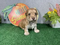 Izaiah, a male Havapoo for sale in Waynesville, MO – 2 of 4