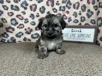 Iggy, a male Havanese for sale in Waynesville, MO – 5 of 10