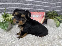 Peter, a male Yorkshire Terrier for sale in Waynesville, MO – 3 of 4