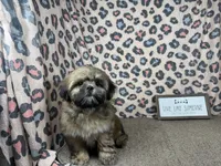 Titus, a male Shih Tzu for sale in Waynesville, MO – 3 of 3
