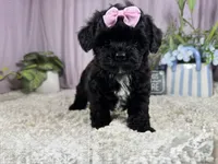 Gypsy, a male Shih Tzu and Poodle - Toy  for sale in Waynesville, MO – 2 of 3