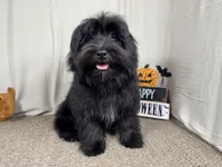 Paxton, a male Morkie for sale in Waynesville, MO – 5 of 10