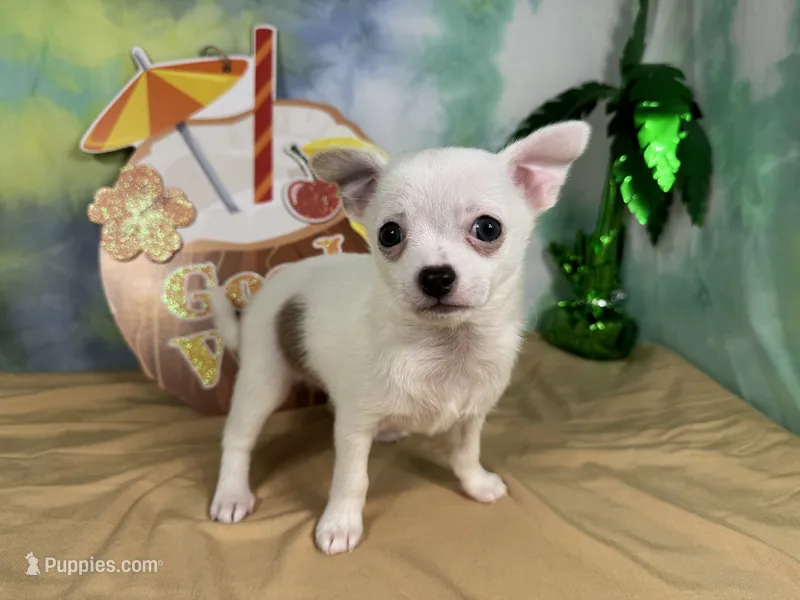 Fox – Chihuahua puppy for sale in Waynesville, MO