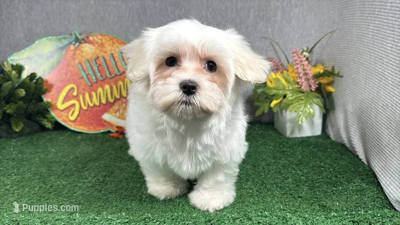 Izen – Havamalt puppy for sale in Waynesville, MO