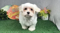 Izen, a male Havamalt for sale in Waynesville, MO – 1 of 8