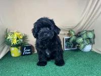 Angie, a female Havapoo for sale in Waynesville, MO – 7 of 9