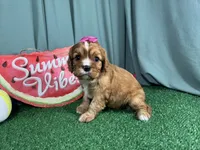 Raylynn, a female Cavalier King Charles Spaniel for sale in Waynesville, MO – 3 of 3