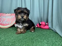 Peter, a male Yorkshire Terrier for sale in Waynesville, MO – 6 of 10