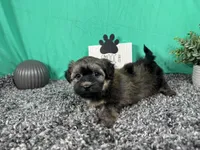 Felix, a male Havanese for sale in Waynesville, MO – 2 of 3