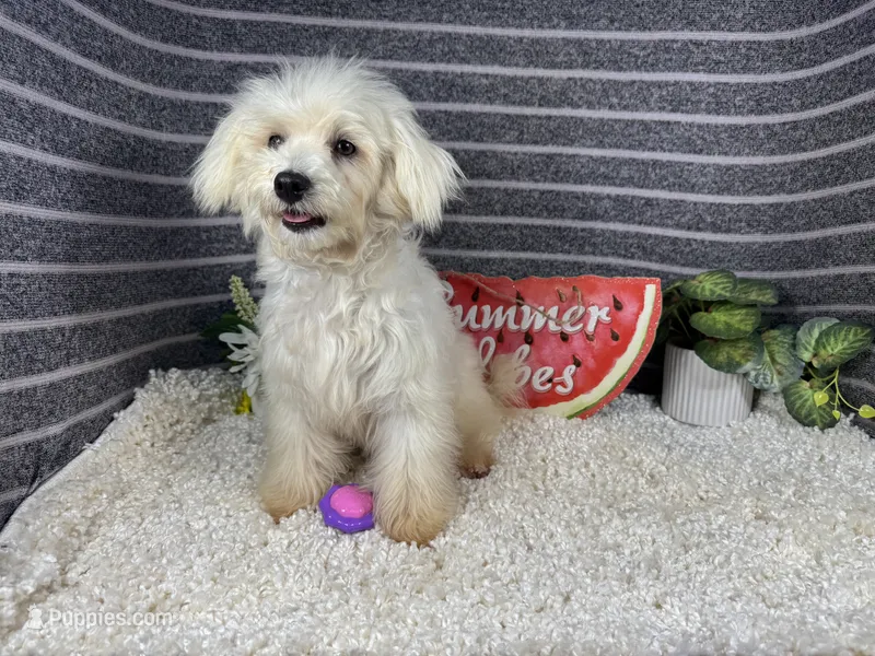 Cooper – Maltipoo puppy for sale in Waynesville, MO