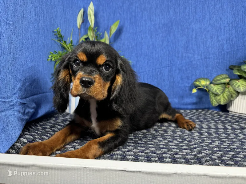 Romeo – Cavalier King Charles Spaniel puppy for sale in Waynesville, MO