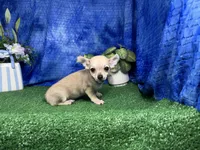 Boston, a male Chihuahua for sale in Waynesville, MO – 3 of 10