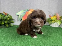 Maxwell, a male Yorkipoo for sale in Waynesville, MO – 3 of 10